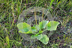 Plantain photo