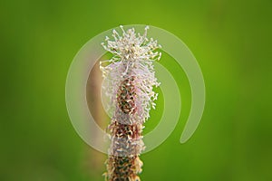 Plantain seeds ripen in summer