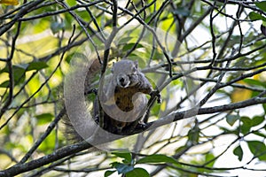 Plantain squirrel, Callosciurus notatus