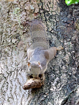 Plantain Squirrel, Callosciurus notatus, Chewing On Mango Seed