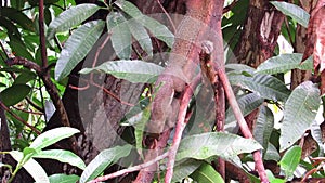 Plantain Squirrel Stripping Off Tree Bark