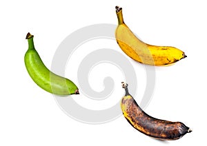 Plantain â€“ Three Stages of Ripeness