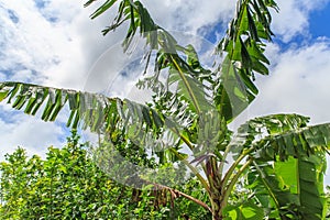 Plantains used in many dishes in Nicaragua