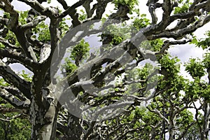 Platanus tree photo