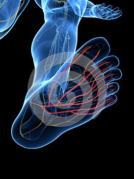 The Plantar Nerve photo