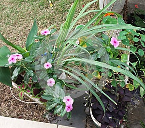 Plantas no jardim photo