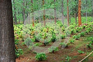 Plantation