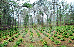 Plantation