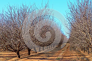 Plantation of Almond Trees.