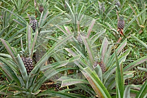 Plantation of ananas, tropical pineapple planted in the Azores Islands