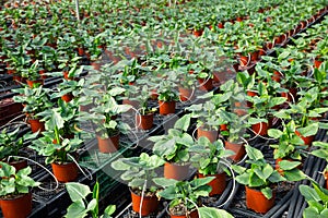 Plantation of asplenium antiquum in greenhouse