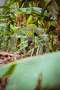 Plantation of banana fruits on the trakking route in a Paul valley on Santo Antao, Cape Verde