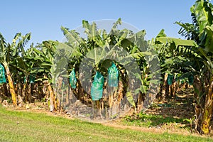 Plantation of bananas in Guadeloupe