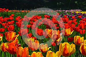 Plantation of beautiful red and orange tulips in sunny day in spring. Fresh floral background with blossom fields.