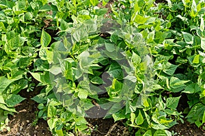 Plantation of biologic green beans in a sunny day