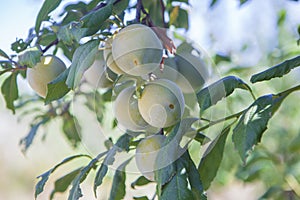 Plantation of black gold plums photo