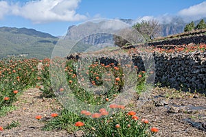 Plantation of blooming proteas. Proteas flower. Sugarbushes