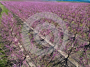 Plantation of blossoming peach trees