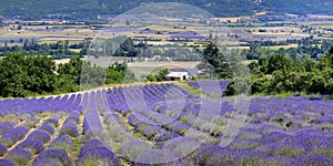 Plantation of bunch of lavender in provence -south of france -