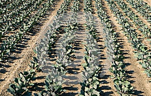 A plantation of cabbage in rows on a field