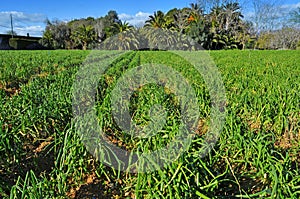 Plantation of calcots, catalan sweet onions photo