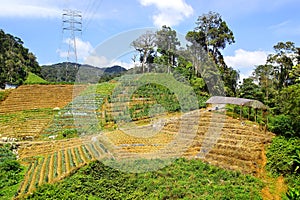 Plantation Cameron highlands, Malaysia