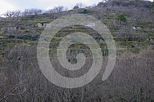 Plantation of cherry trees in winter on terraced terraces in the mountains Valle del Jerte