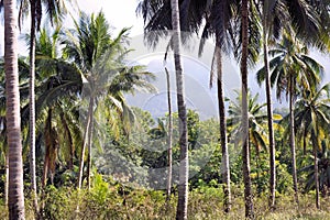Plantation of coconut trees. Farm. Palawan Island.