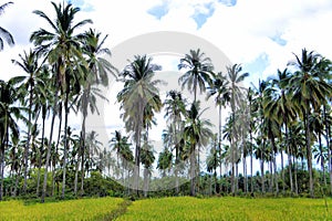 Plantation of coconut trees. Farm. Palawan Island.