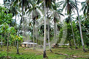 Plantation of coconut trees. Farm. Palawan Island.