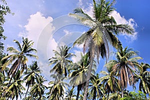 Plantation of coconut trees. Farm. Philippines.