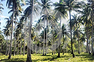 Plantation of coconut trees. Farm. Philippines. Palawan Island..