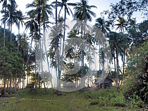 Plantation of coconut trees. Palawan Island. Philippines.