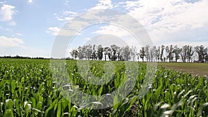 Plantation of corn in the Argentine countryside