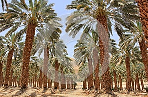 Plantation of date palm at kibbutz Ein Gedi, Israel