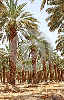 Plantation of date palm at kibbutz Ein Gedi, Israel photo
