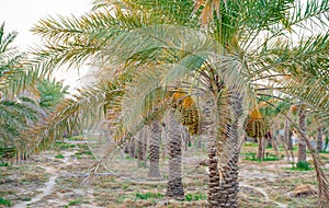 Plantation of date palms. Tropical agriculture industry in the Middle East