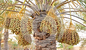 Plantation of date palms. Tropical agriculture industry in the Middle East