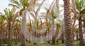 Plantation of date palms. Tropical agriculture industry in the Middle East