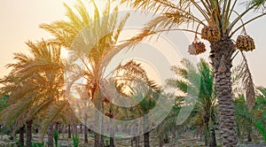 Plantation of date palms. Tropical agriculture industry in the Middle East