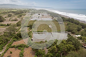 Plantation of dragon fruit (Hylocereus costaricensis) at Pandasari Beach, Indonesia