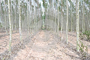 Plantation of Eucalyptus