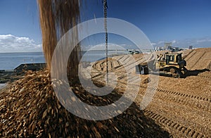 Plantation Eucalyptus (bluegum) trees being woodchipped for export