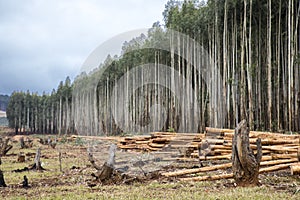 Plantation of eucalyptus trees.