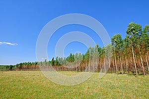 Plantation of Eucalyptus trees for paper or timber industry, Uruguay, South America