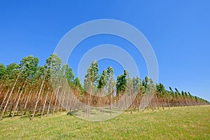 Plantation of Eucalyptus trees for paper or timber industry, Uruguay, South America