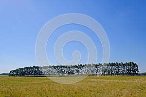 Plantation of Eucalyptus trees for paper or timber industry, Uruguay, South America