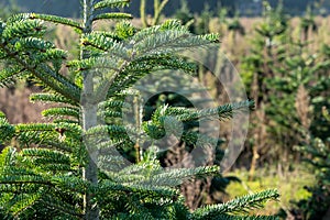 Plantation of evergreen nordmann firs, christmas tree growing ourdoor