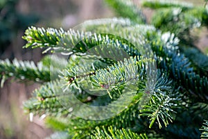 Plantation of evergreen nordmann firs, christmas tree growing ourdoor