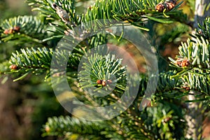 Plantation of evergreen nordmann firs, christmas tree growing ourdoor